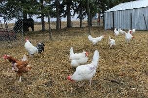 Chickens