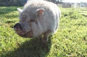 Pig